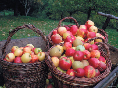 Baskets with Apples (Malus Domesticus) Europe