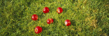 Red Apples on Grass, Joutseno, Southern Finland, South Karelia, Finland