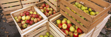 Harvested Apples in Wooden Crates, Weinsberg, Baden-Wurttemberg, Germany