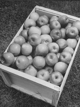 Close Up of Box of Apples