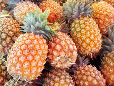 Pineapples, Sunshine Coast, Queensland, Australia