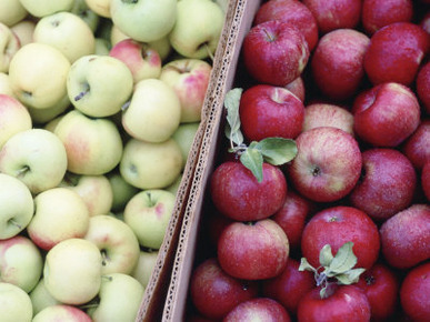 Yellow and Red Apples Sit Side-By-Side in a Grocery Store in Nebraska