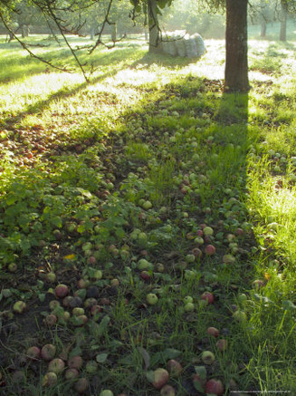 Apples Beneath Tree (Windfall in Traditional Apple Orchard)