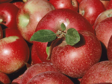 Harvested Apples