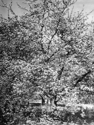 View of Apple Trees from a Story Concerning Johnny Appleseed