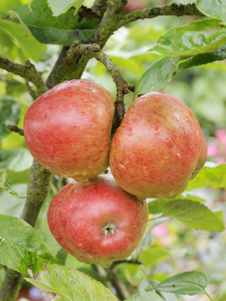 Norfolk Royal' Apples on Apple Tree Norfolk, UK
